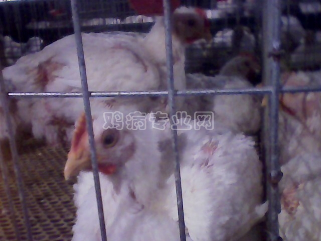IMG0174A.jpg
