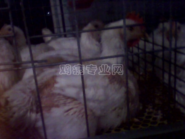 IMG0181A.jpg