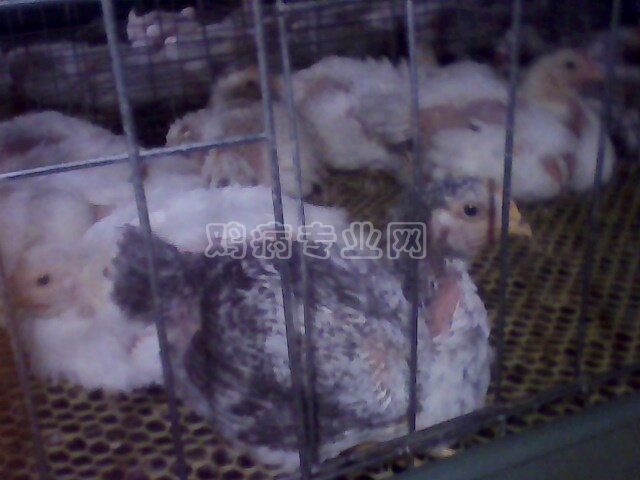 IMG0171A.jpg