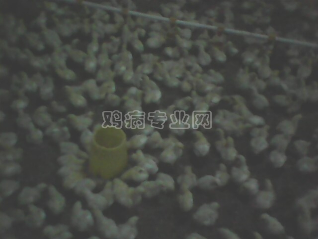 IMG0319A.jpg
