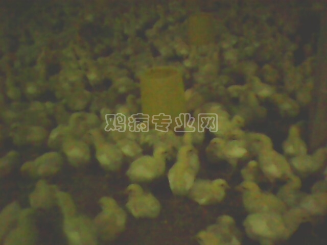 IMG0321A.jpg