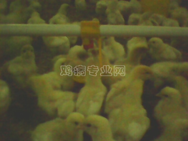 IMG0333A.jpg