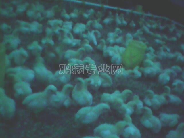IMG0322A.jpg
