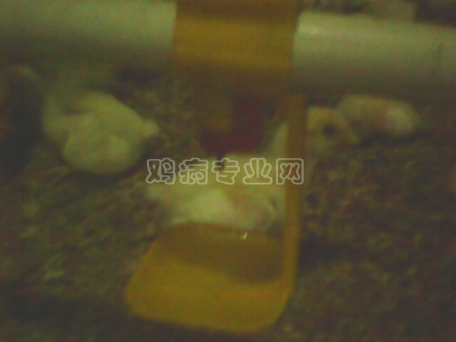 IMG0339A.jpg