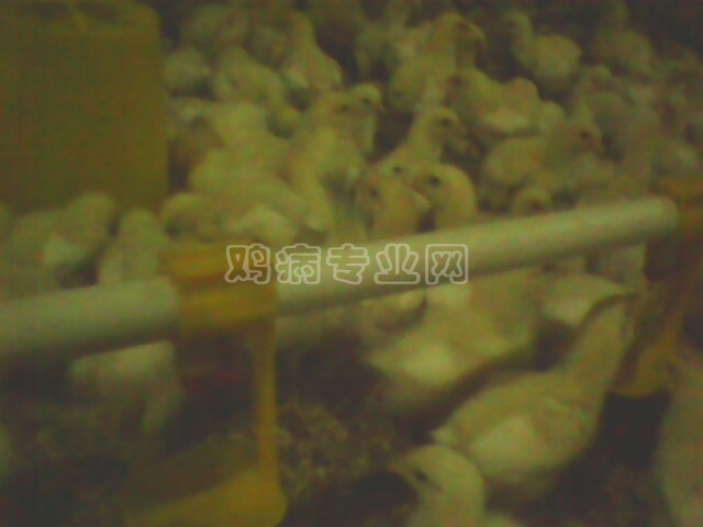 IMG0340A.jpg
