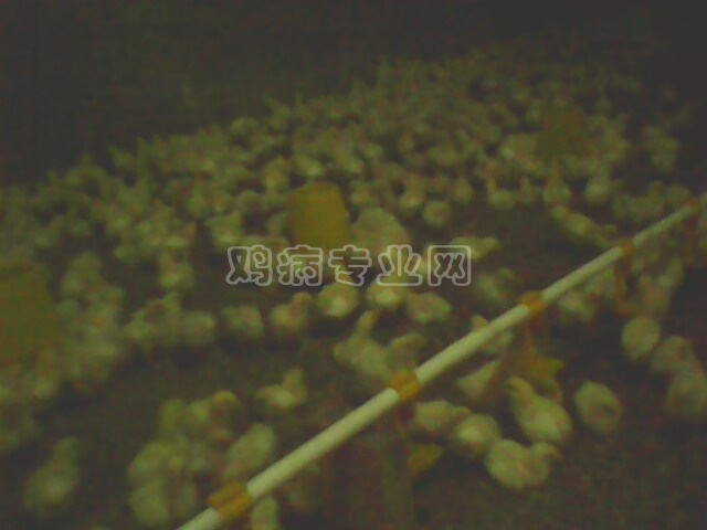 IMG0335A.jpg