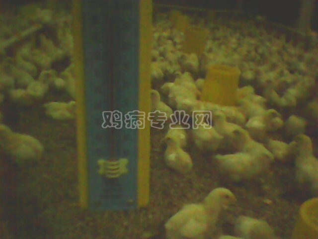 IMG0338A.jpg