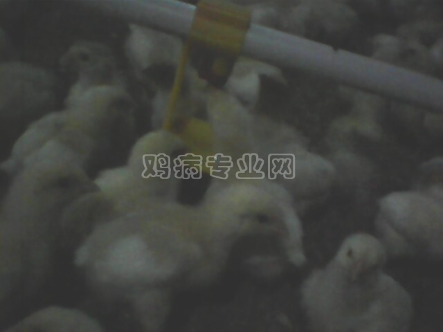 IMG0325A.jpg