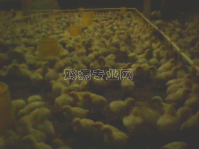 IMG0331A.jpg