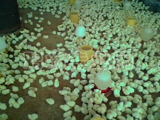 IMG0228A.jpg