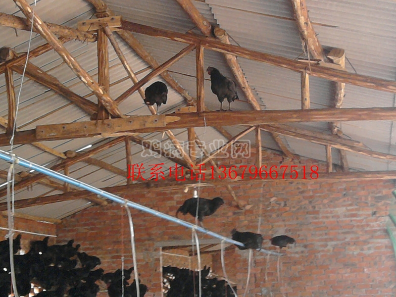 Ƭ0223_.jpg
