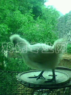 IMG0256A.jpg