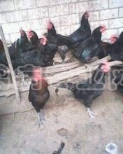 IMG0050A.JPG