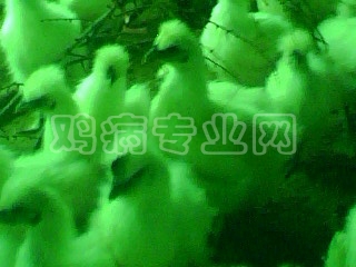 IMG0255A.jpg