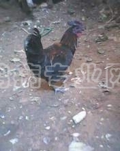 IMG0010A.JPG