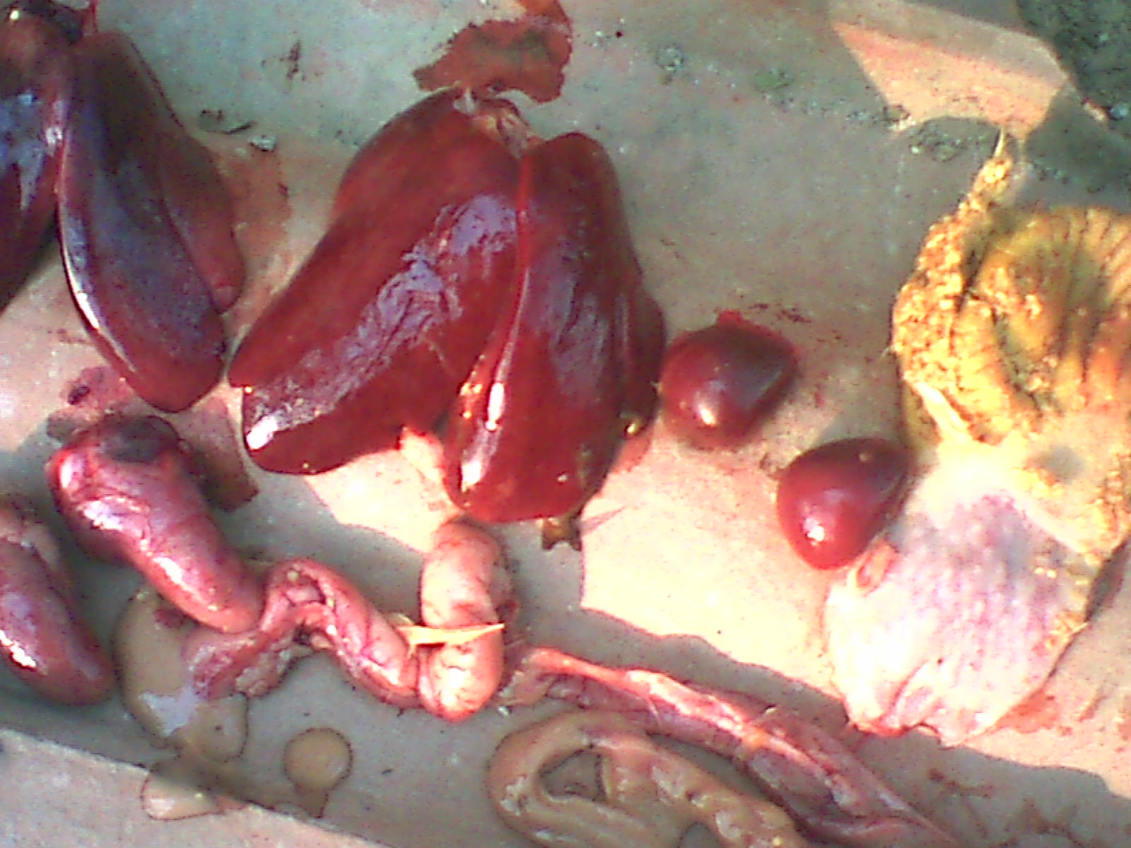 0045_2011_11_15.jpg