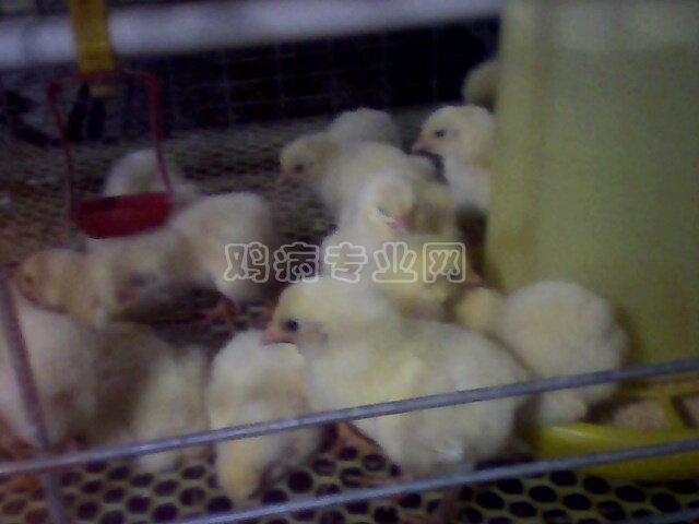 IMG0198A.jpg