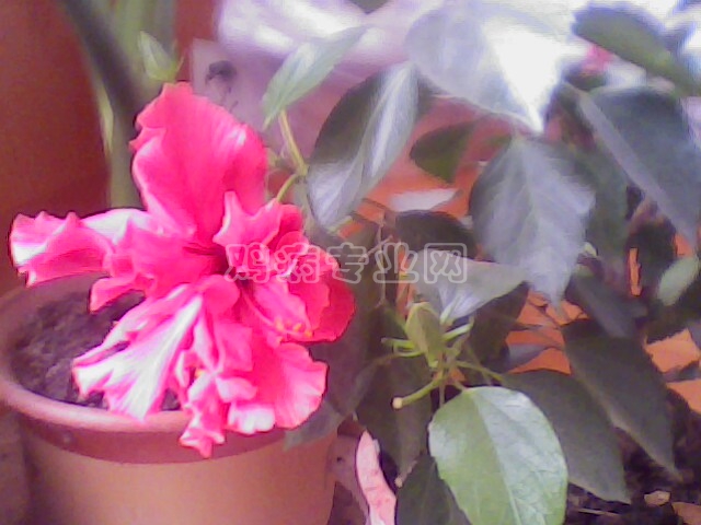 IMG0206A.jpg