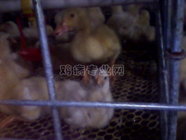 IMG0210A.jpg