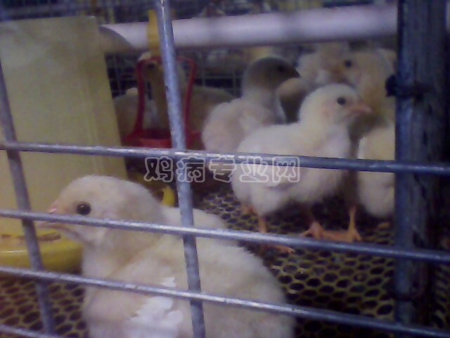 IMG0212A.jpg