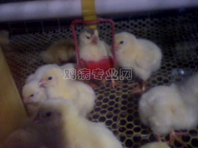 IMG0192A.jpg