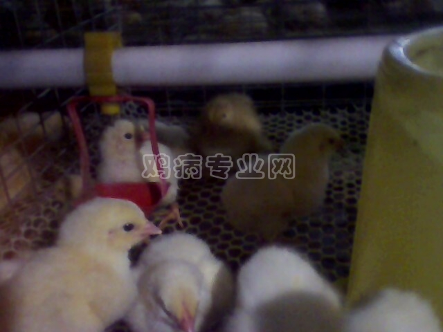 IMG0193A.jpg