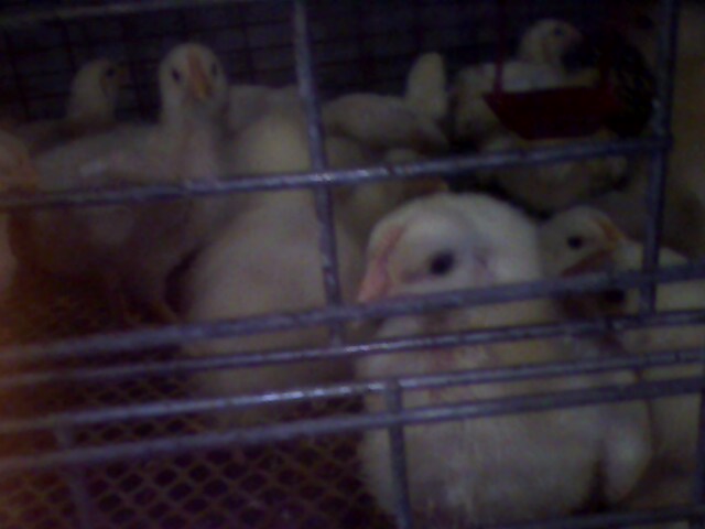 IMG0218A.jpg