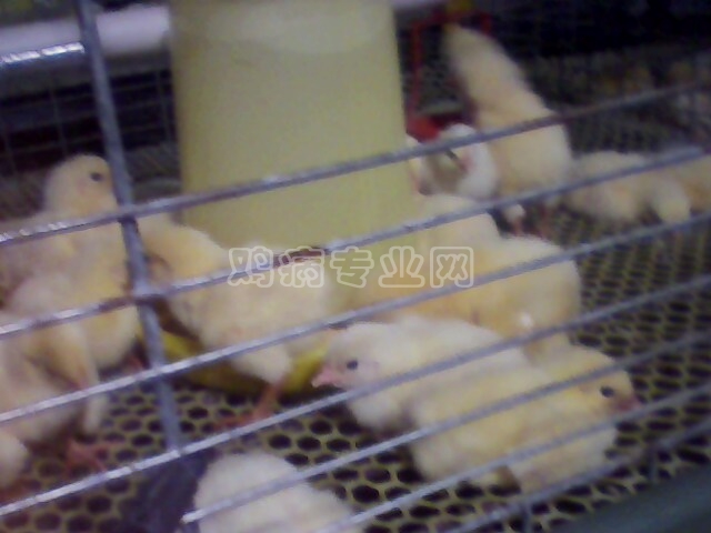 IMG0194A.jpg