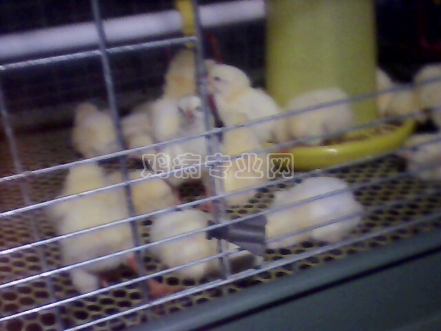 IMG0195A.jpg