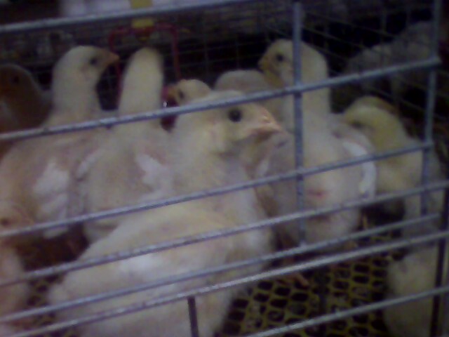 IMG0217A.jpg