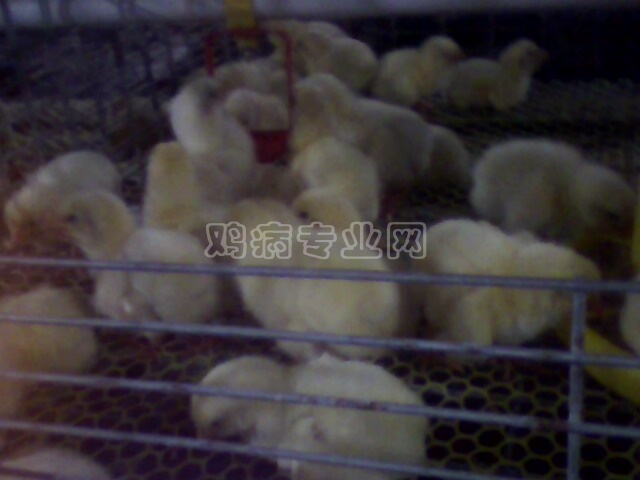 IMG0199A.jpg
