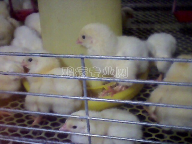 IMG0197A.jpg