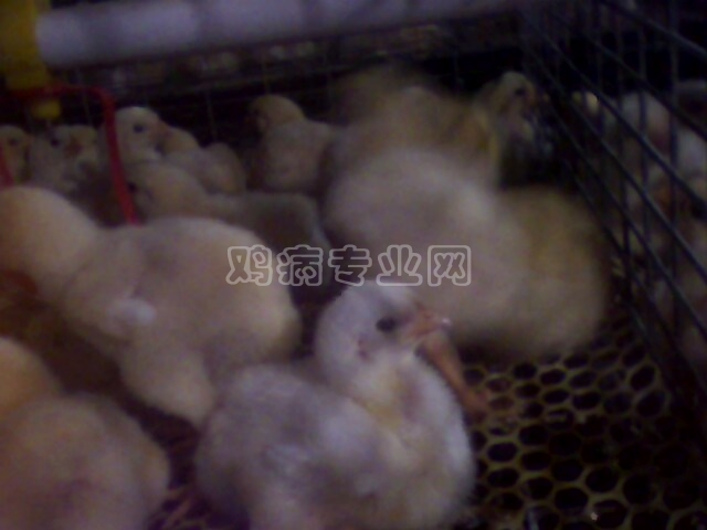 IMG0209A.jpg