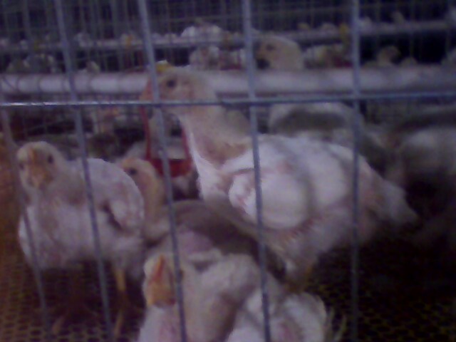 IMG0244A.jpg