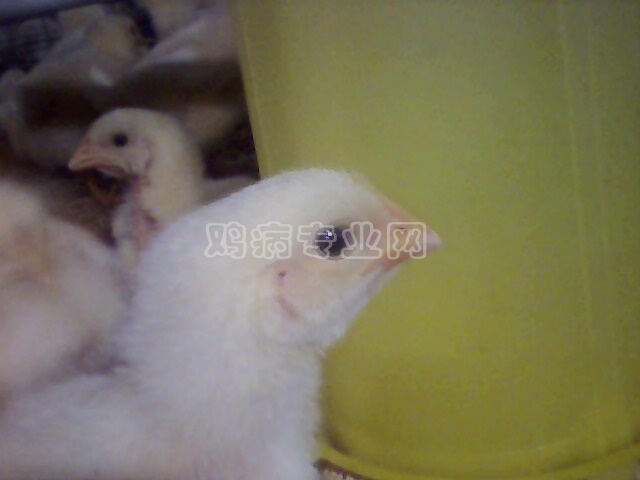IMG0214A.jpg