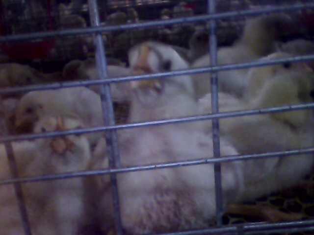 IMG0226A.jpg