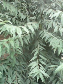 IMG0094A.jpg
