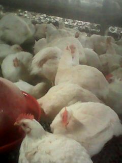 IMG0122A.jpg