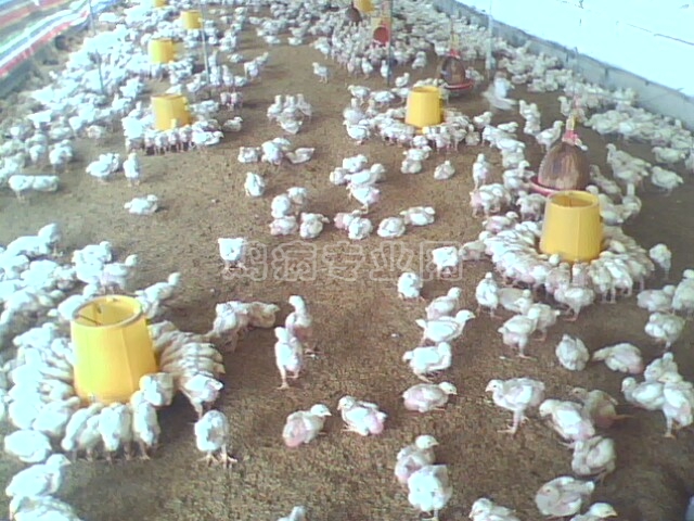 IMG0241A.jpg