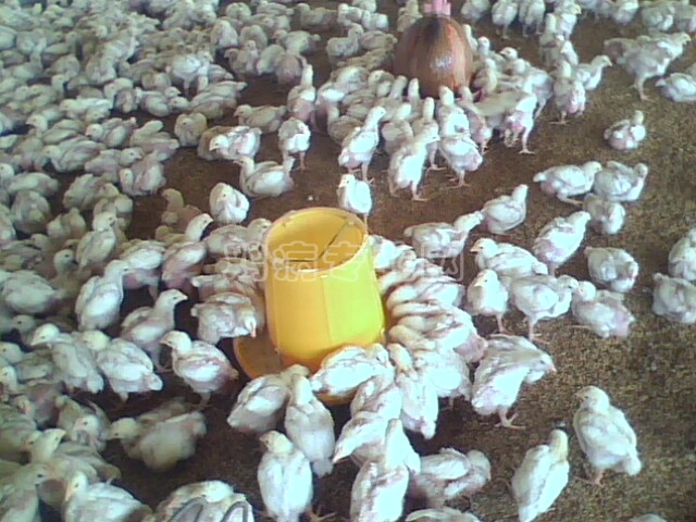 IMG0238A.jpg