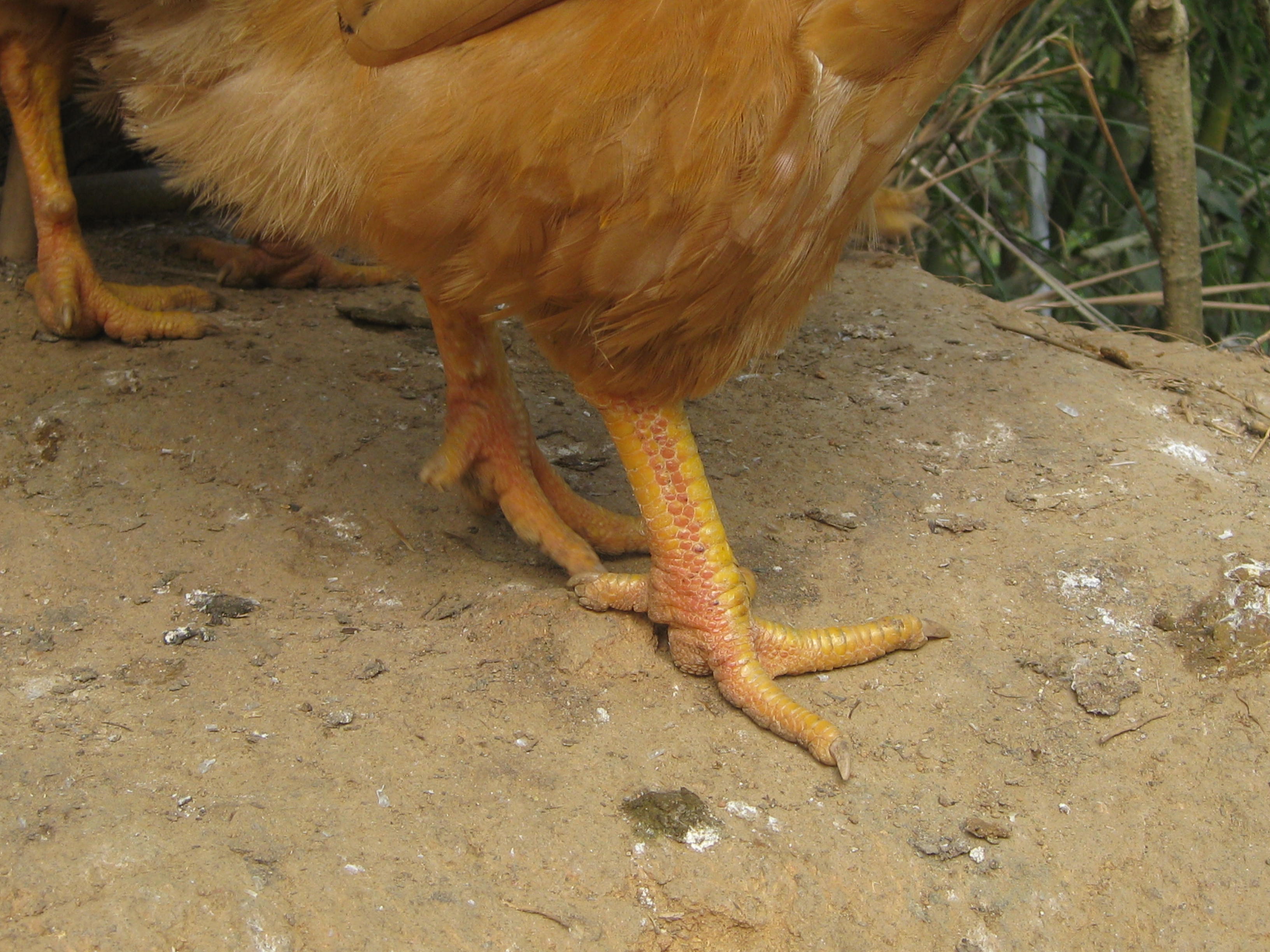 我的公鸡的脚是红的,正常吗?