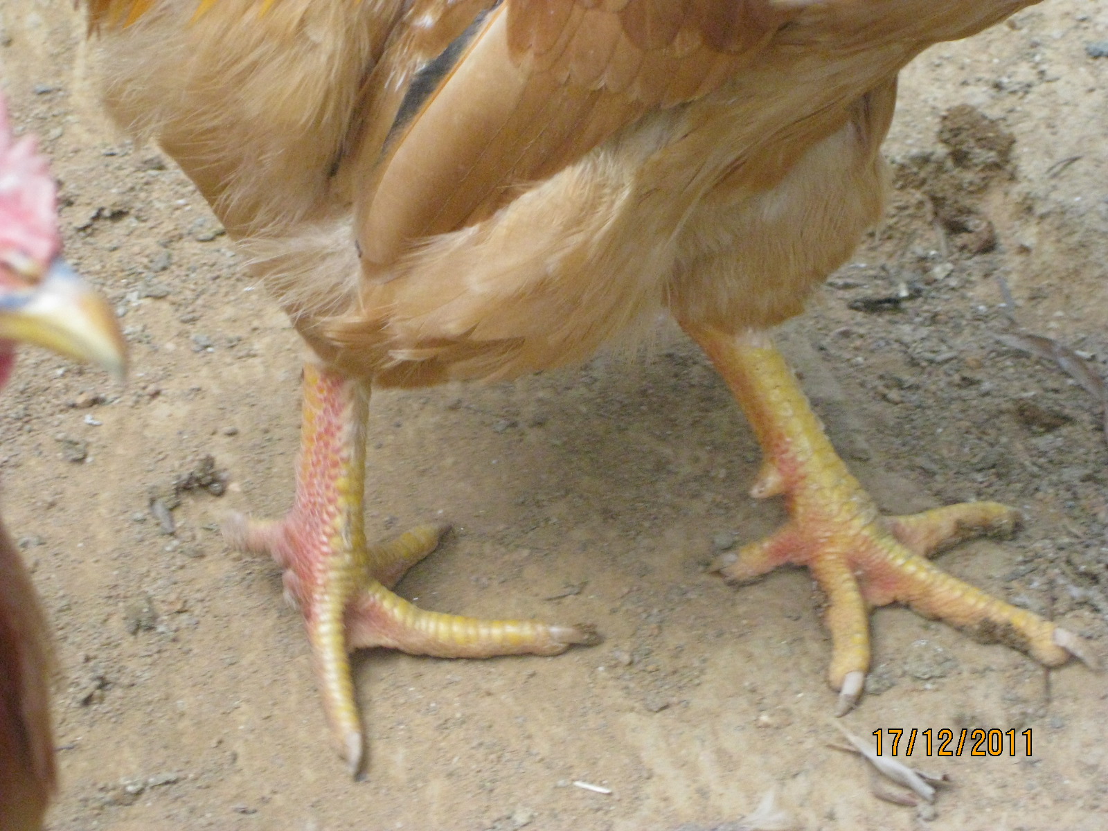 我的公鸡的脚是红的,正常吗?