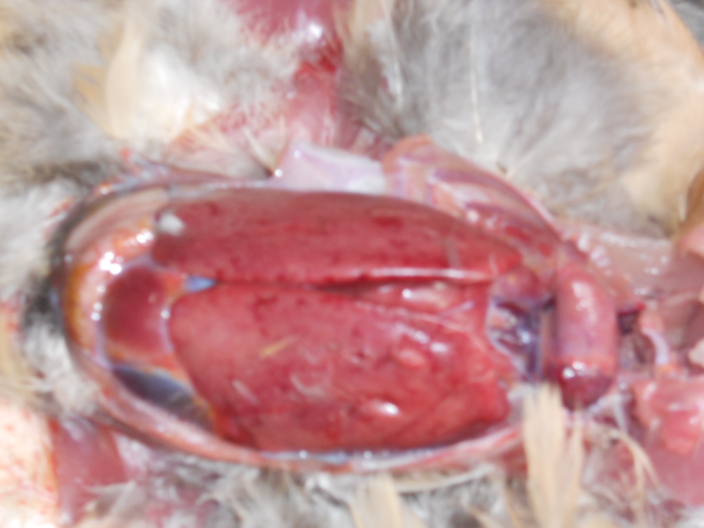DSCN0323.jpg