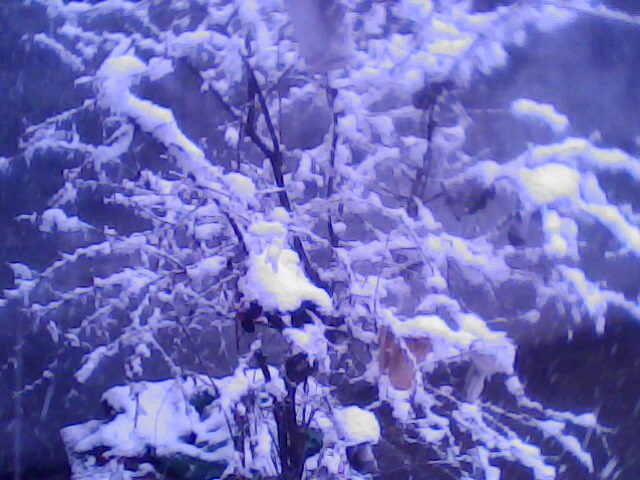 IMG0253A.jpg