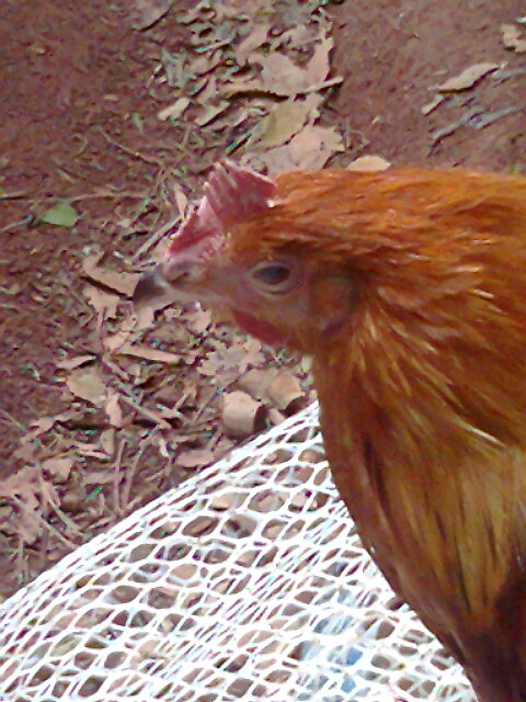 Ƭ0343.jpg