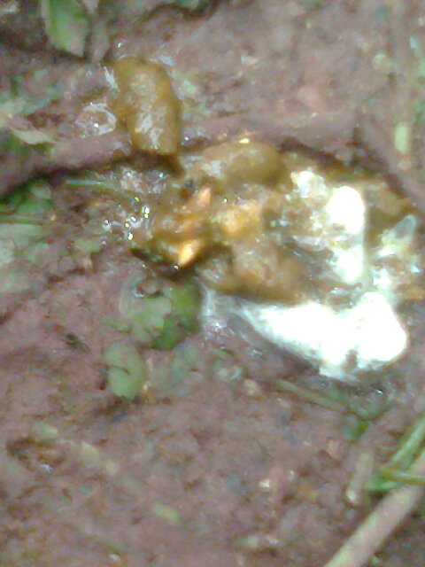 Ƭ0334.jpg