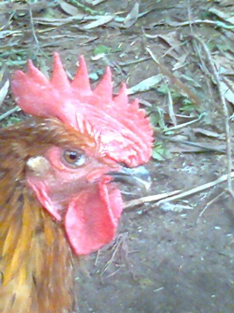 Ƭ0342.jpg