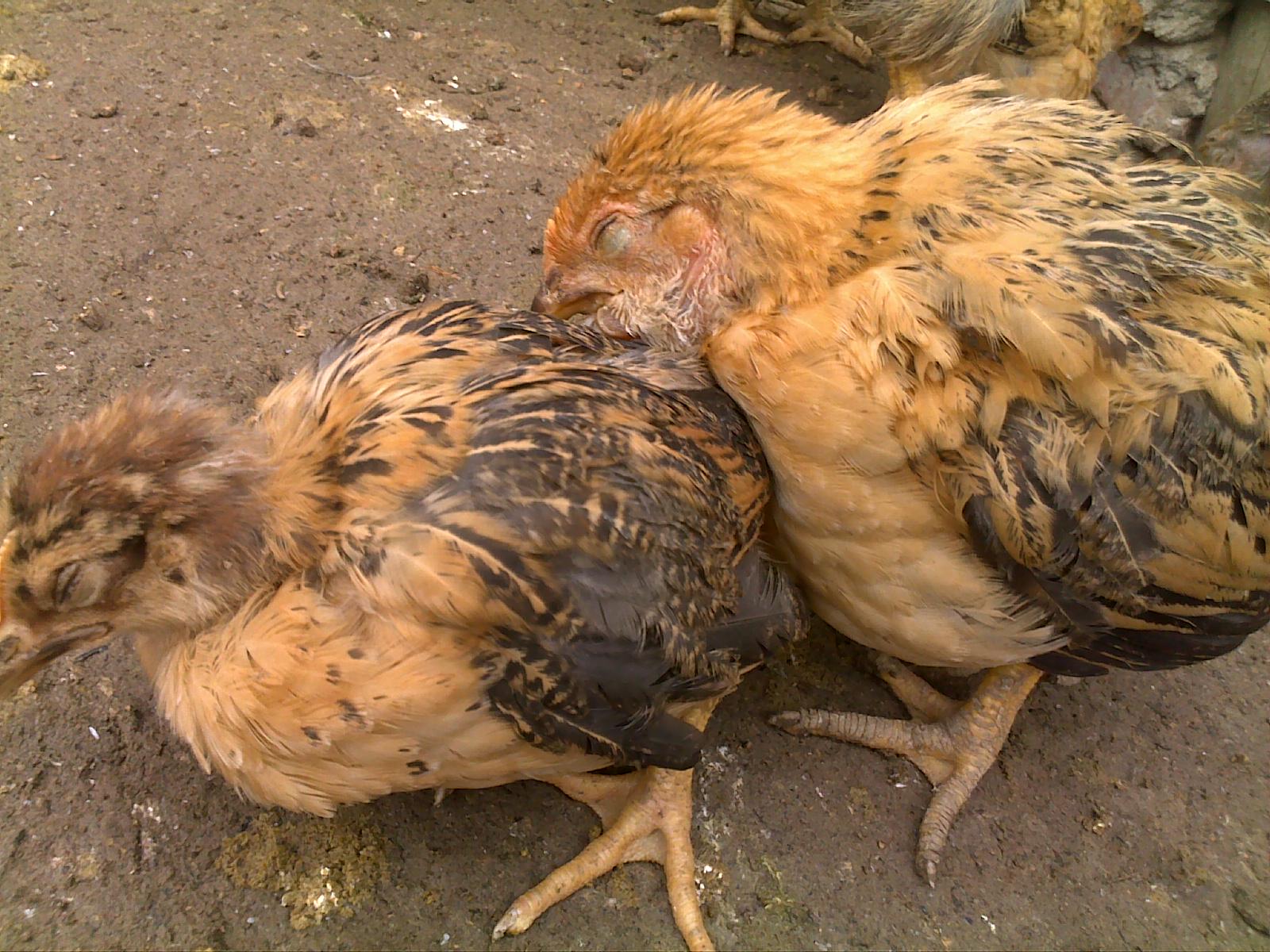 与清远鸡相比，沉香鸡的养殖方法有何不同？ - 知乎