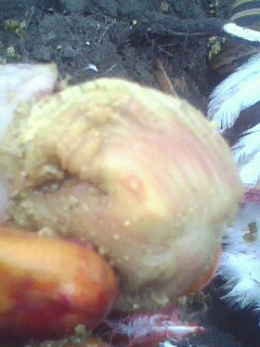 IMG0621A.jpg