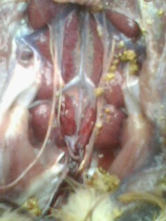 IMG0614A.jpg